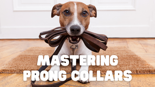 Mastering Prong Collars in Dog Training: Proper Use and Safety Measures