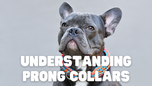Understanding Prong Collars in Dog Training